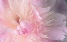 closeup nature flowers flower petals 2560x1600 wallpaper 